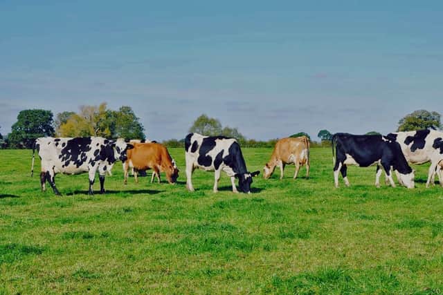 James' herd