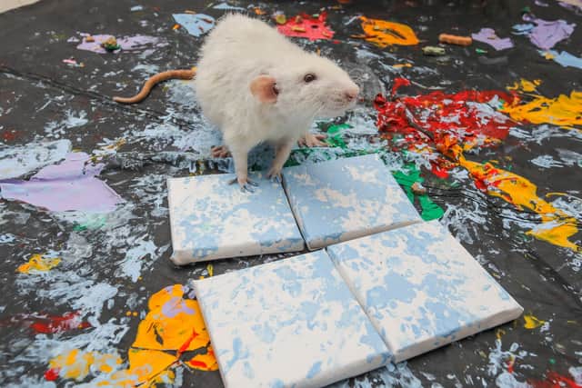 One of Ella Woodland's rats creating a painting in Worcestershire