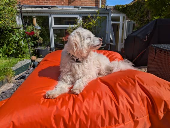 Rupert quickly adopted the XXL Giant Outdoor Bean Bag
