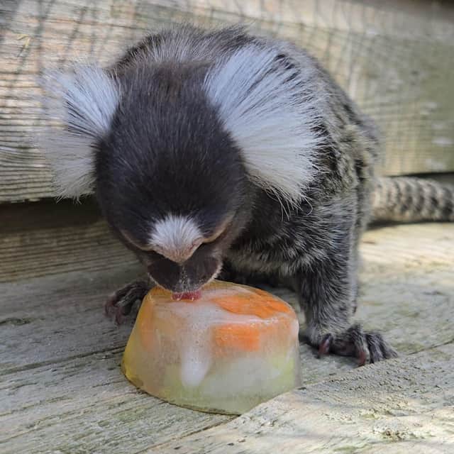 A marmoset enjoys an ice lolly at Hoo Zoo and Dinosaur World, near Telford