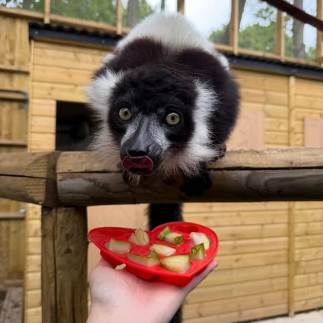 A lemur enjoys frozen pear at Hoo Zoo and Dinosaur World, near Telford