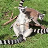 A lemur kicks back and sunbathes at Hoo Zoo and Dinosaur World, near Telford