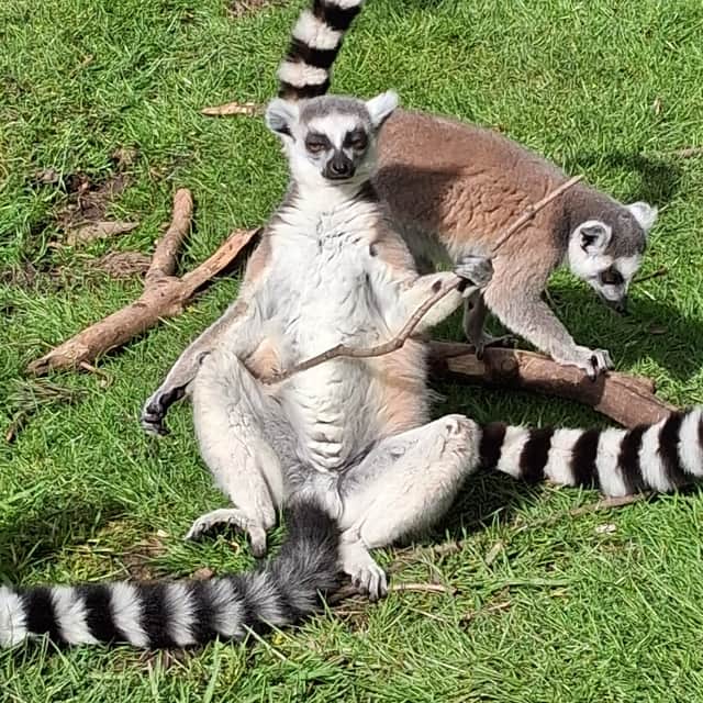 A lemur kicks back and sunbathes at Hoo Zoo and Dinosaur World, near Telford