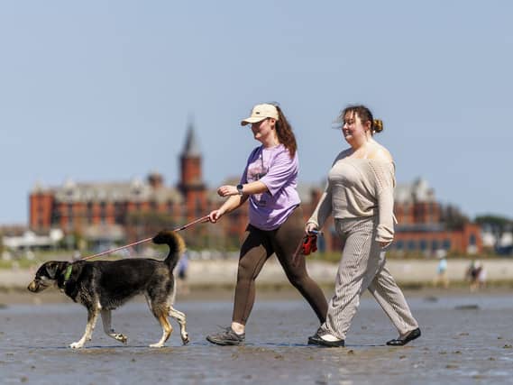 Two people walking a dog