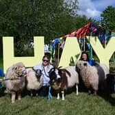 Sheep at the Hay on Wye sign at the launch of Royal Welsh Show