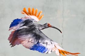 A crested Ibis marked with painted wings flies as it was released into wild during an event in Hakui, Japan,