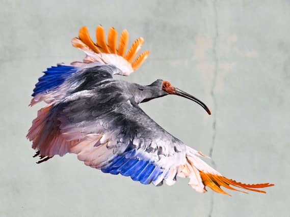 A crested Ibis marked with painted wings flies as it was released into wild during an event in Hakui, Japan,