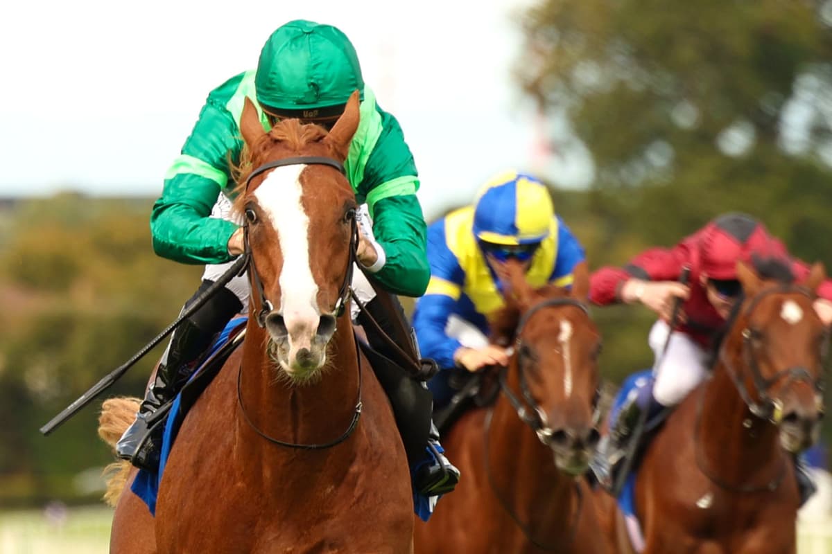 Benvenuto Ceillini part of magnificent seven for O’Brien in Derby