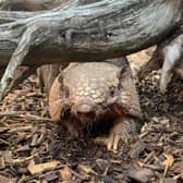 Telford Exotic Zoo has announced the death of Dillon, a six-banded armadillo who recently celebrated her 19th birthday