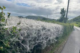 This huge web covers a hedge between Presteigne and Shobdon.