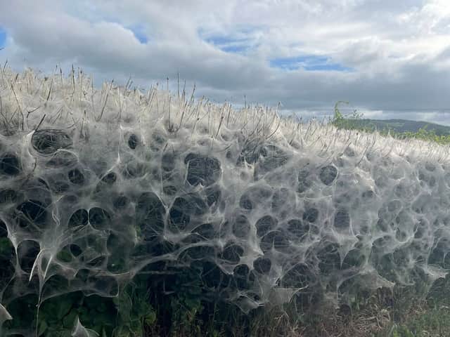 The extensive web on the B4362 between Shobdon and Presteigne has been spotted by numerous motorists in recent days.