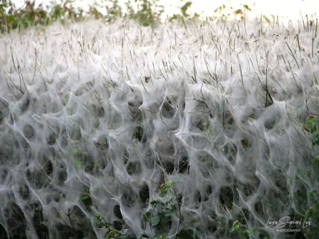 The web close up