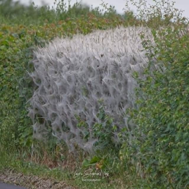 A picture of the web taken by Laura Shepherd Lens Photography