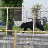 A bear walking behind a fence