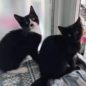 Wispa and Oreo