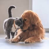 Cats and dogs don't always have to be enemies.