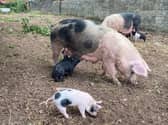 The Oteley Estate in Ellesmere will join farms across the country in opening their gates to visitors on June 7 for Open Farm Sunday.