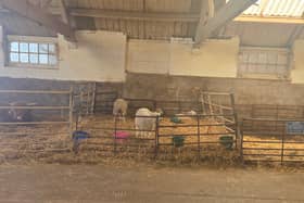 Lizzie's Farm