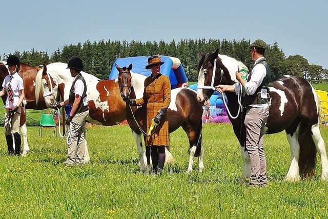 Some of the horses in the show lined up for judging.