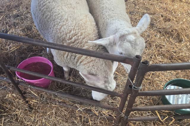 Sheep