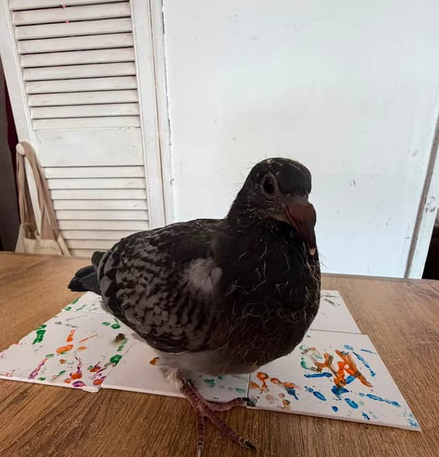 Sophie James, 21, has been surrounded by racing pigeons her entire life as her family raise them.