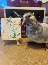 Sophie James, 21, has been surrounded by racing pigeons her entire life as her family raise them.