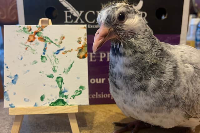 Sophie James, 21, has been surrounded by racing pigeons her entire life as her family raise them.