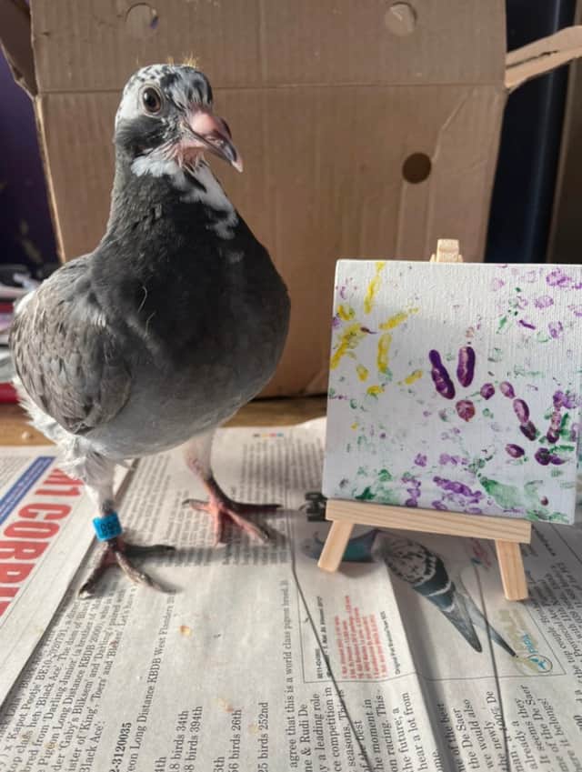 Sophie James, 21, has been surrounded by racing pigeons her entire life as her family raise them.