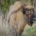 A bison faces the camera with woodland in the background