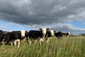Cattle on their farm