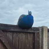 Church Eaton celebrity Percy the peacock