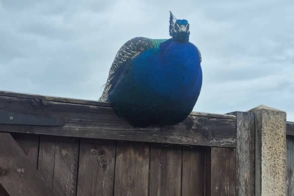 Church Eaton celebrity Percy the peacock