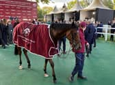 Diamond Necklace after her victory on Arc weekend