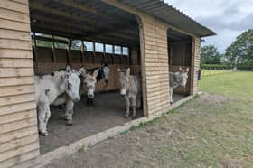 A donkey sanctuary located in the West Midlands makes for the perfect day out this summer.