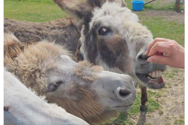 The donkeys are highly social, and visitors are encouraged to pet, brush, and feed them approved dietary snacks.