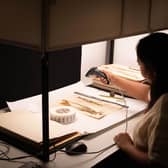 A person holds a digital scanner over a pressed plant specimen
