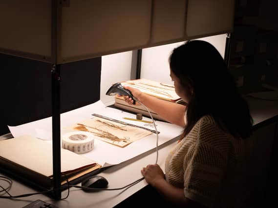 A person holds a digital scanner over a pressed plant specimen