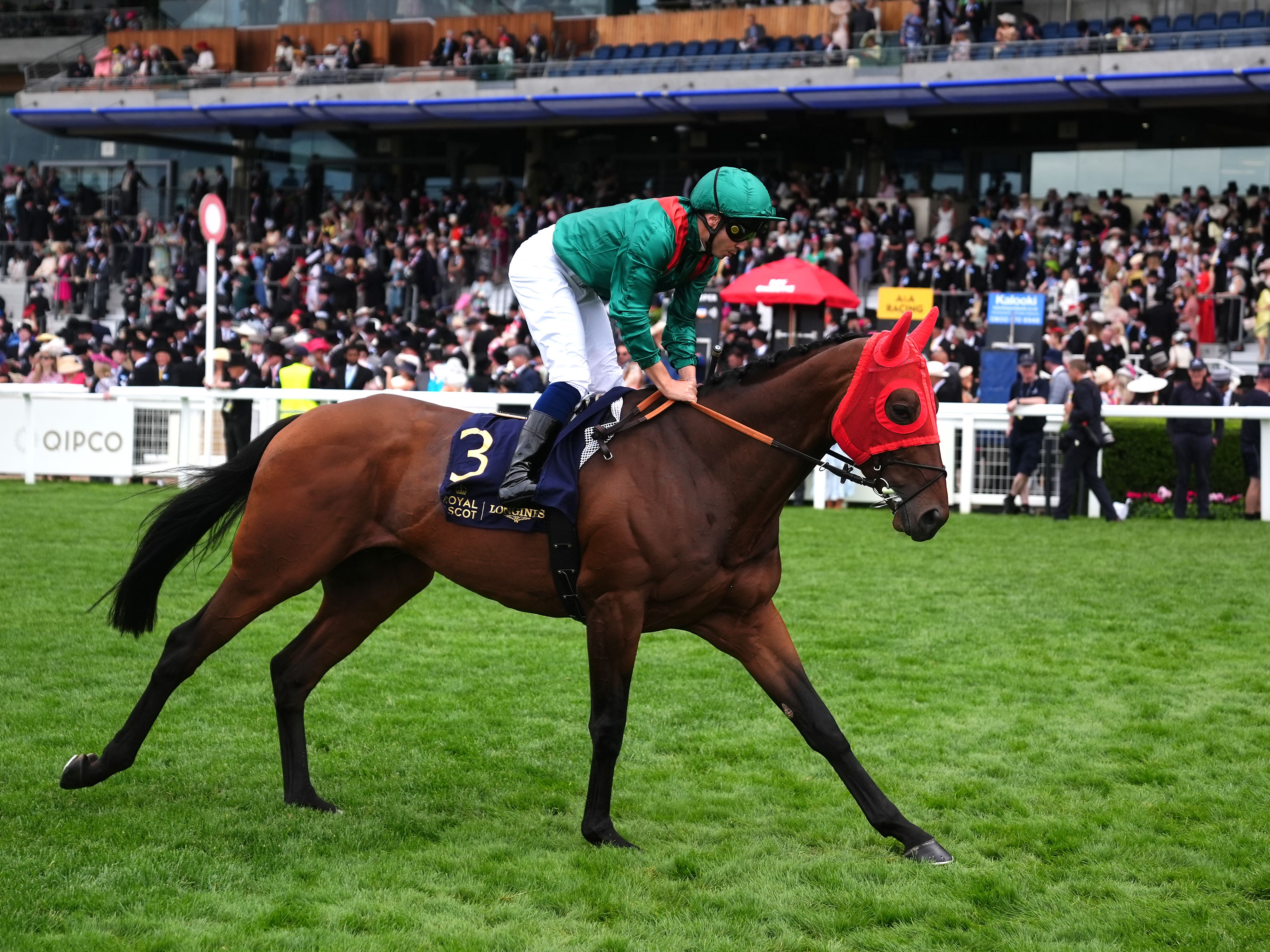 Daryz going to post at Royal Ascot