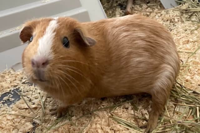 The survivor is "doing well"