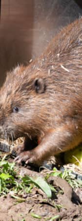 A family of beavers, consisting of two adults and four kits, was introduced to the forest in 2024