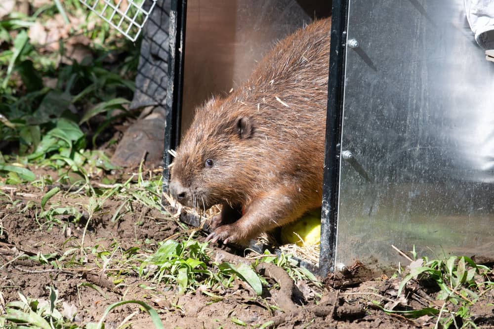 A family of beavers, consisting of two adults and four kits, was introduced to the forest in 2024