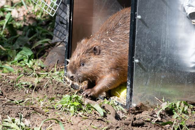 A family of beavers, consisting of two adults and four kits, was introduced to the forest in 2024
