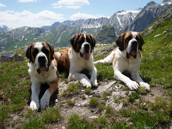 St Bernard dogs in the hills at the Great St Bernard Pass, Switzerland