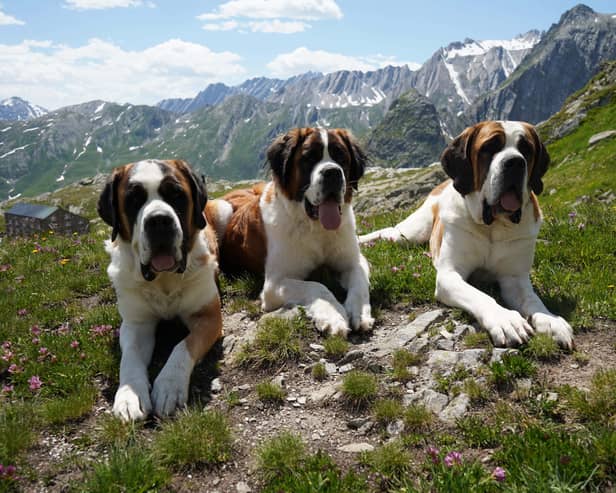 St Bernard dogs in the hills at the Great St Bernard Pass, Switzerland