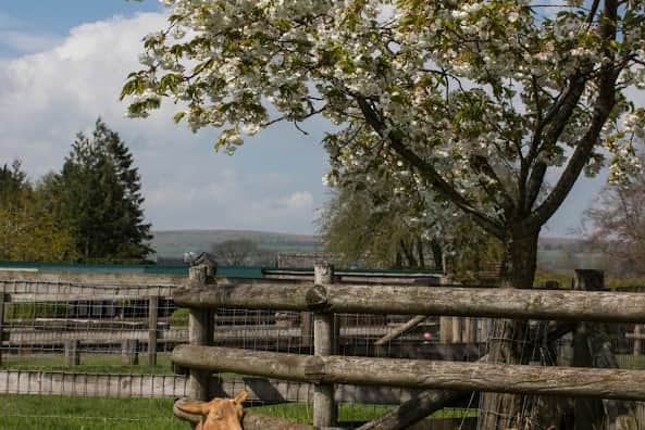 Two of Kington Small Breeds Farm's Royal Golden Gurney Goats enjoying the scenery.