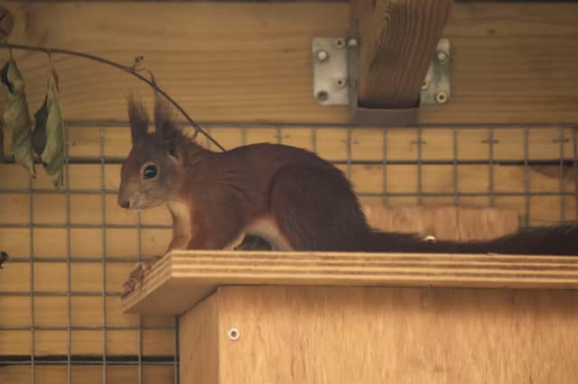 Sirrell one of the three Red Squirrels.
