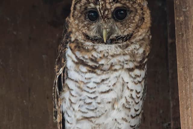 A Rusty Barred Owl from the Small Breeds Farm's owl collection.