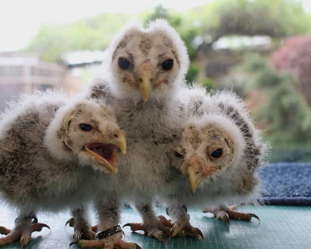 15 day-old owlets bred at Kington Small Breeds Farm
