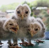15 day-old owlets bred at Kington Small Breeds Farm