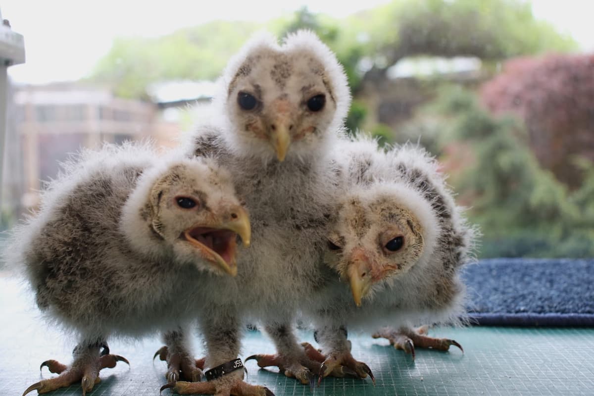 Kington Small Breeds Farm to celebrate 35th anniversary with a country ...